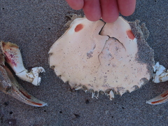 Ovalipes australiensis