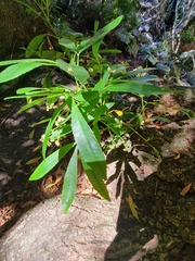 Platylophus trifoliatus