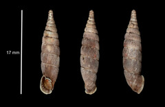 Laciniaria plicata