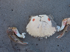 Ovalipes australiensis