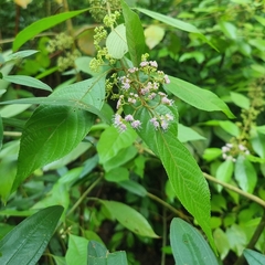 Callicarpa longifolia