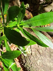 Platylophus trifoliatus