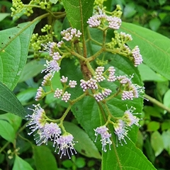 Callicarpa longifolia