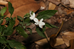 Pseuderanthemum tenellum