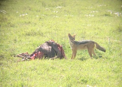 Lupulella mesomelas schmidti