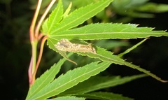 Moerarchis inconcisella