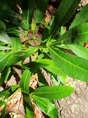 Platylophus trifoliatus