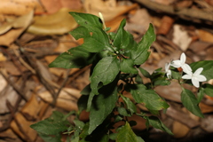 Pseuderanthemum tenellum