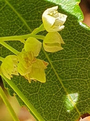 Platylophus trifoliatus