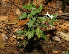 Pseuderanthemum tenellum