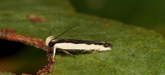 Ardozyga catarrhacta