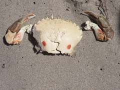 Ovalipes australiensis