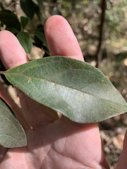 Clerodendrum tomentosum
