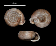 Helicodonta obvoluta