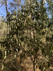 Clerodendrum tomentosum