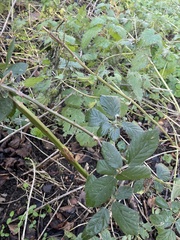 Rubus fruticosus