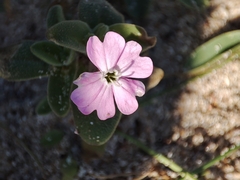 Silene littorea