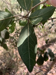 Clerodendrum tomentosum