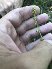 Agrimonia microcarpa