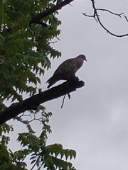 Patagioenas maculosa