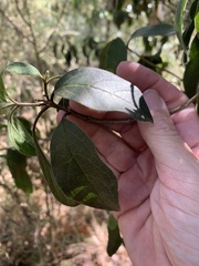 Clerodendrum tomentosum