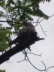 Patagioenas maculosa