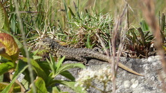 Stenocercus crassicaudatus