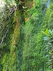 Disa uniflora