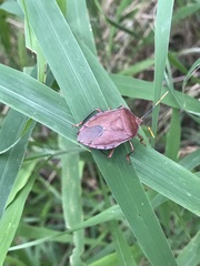 Stilida indecora