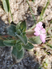 Silene littorea