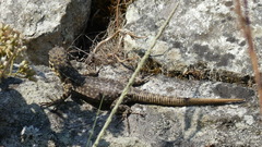 Stenocercus crassicaudatus