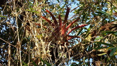 Tillandsia complanata