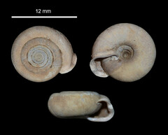 Helicodonta obvoluta