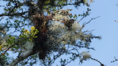 Ramalina peruviana