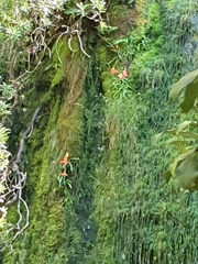 Disa uniflora