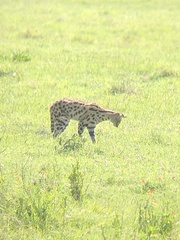Leptailurus serval lipostictus