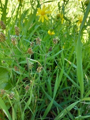 Plantago afra