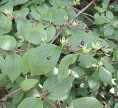 Philadelphus coronarius