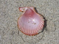 Mimachlamys asperrima