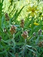 Plantago afra