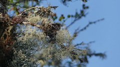 Ramalina peruviana