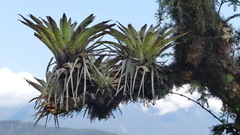 Tillandsia complanata