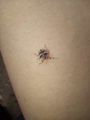 Pentatomidae