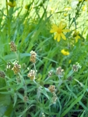 Plantago afra