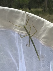 Phasmatini