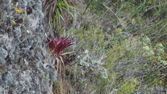 Tillandsia machupicchuensis