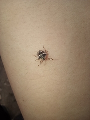 Pentatomidae