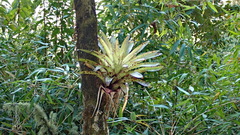 Tillandsia biflora