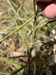 Senecio linearifolius