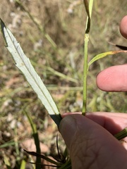 Senecio linearifolius